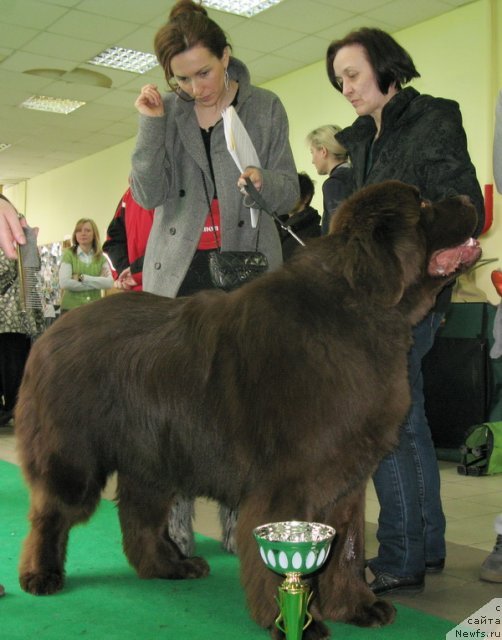 Фото: ньюфаундленд Акватория Келвин Ройал Тедди Беар (Aquatoriya Kelvin Royal Teddy Bear), Фельдман Юлия, Ольга Королева