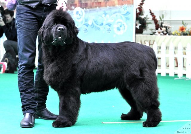 Фото: ньюфаундленд Смигар Нимфея Неотразимая (Smigar Nimfeya Neotrazimaya)