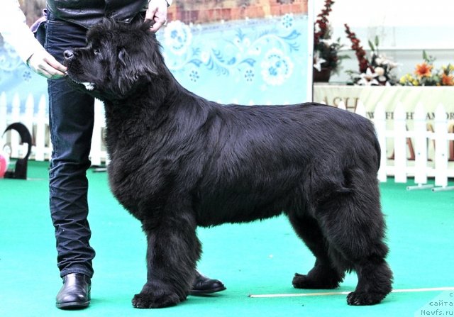 Фото: ньюфаундленд Смигар Нимфея Неотразимая (Smigar Nimfeya Neotrazimaya)