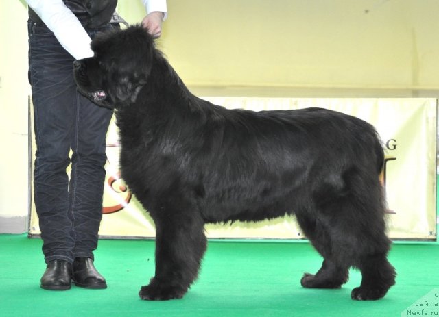 Фото: ньюфаундленд Смигар Нимфея Неотразимая (Smigar Nimfeya Neotrazimaya)