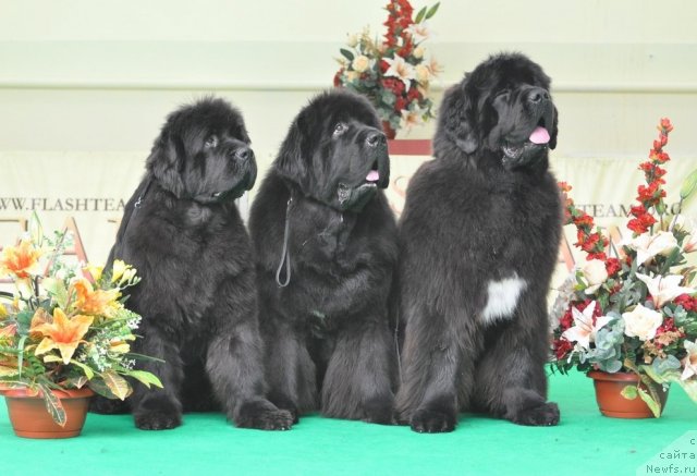 Фото: ньюфаундленд Смигар Нимфея Неотразимая (Smigar Nimfeya Neotrazimaya), ньюфаундленд Cayuga Mescalero, ньюфаундленд Оливрико Аврора (Olivriko Avrora)