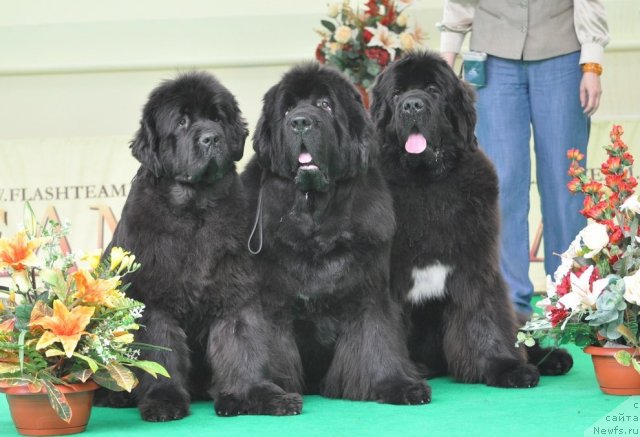 Фотография № 91445