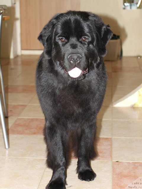 Фото: ньюфаундленд Сент Джонс Шармель