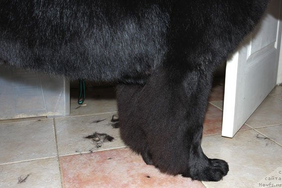 Фото: ньюфаундленд Сент Джонс Шармель