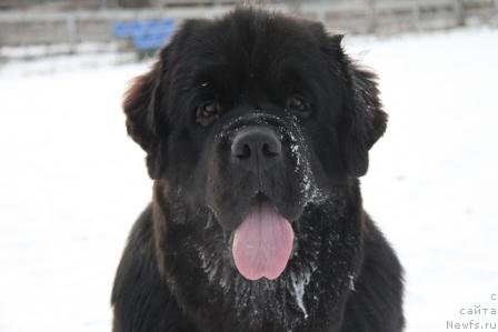 Фото: ньюфаундленд Рестайлинг Фром Шипмэн