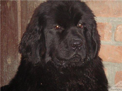 Фото: ньюфаундленд Пчёлкин Дом Аврора (Pchiolkin Dom Avrora)