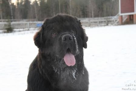 Фото: ньюфаундленд Рестайлинг Фром Шипмэн