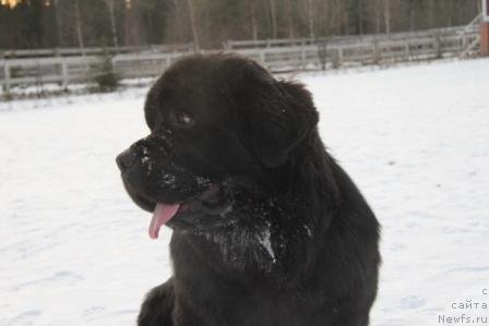 Фото: ньюфаундленд Рестайлинг Фром Шипмэн