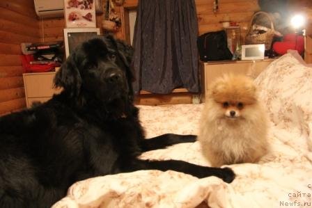 Фото: ньюфаундленд Бонни Флайт