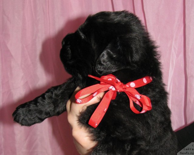 Фото: ньюфаундленд Таймлес Бьюти