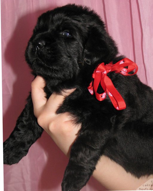 Фото: ньюфаундленд Таймлес Бьюти