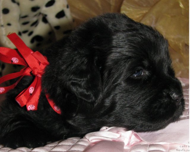 Фото: ньюфаундленд Таймлес Бьюти