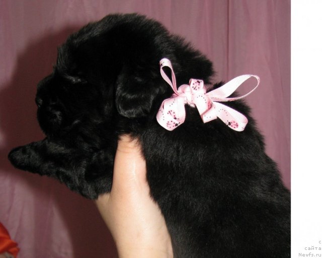 Фото: ньюфаундленд Тужур Бель