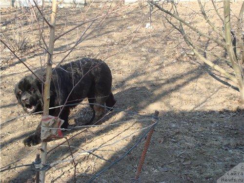 Фото: ньюфаундленд Пчёлкин Дом Аврора (Pchiolkin Dom Avrora)