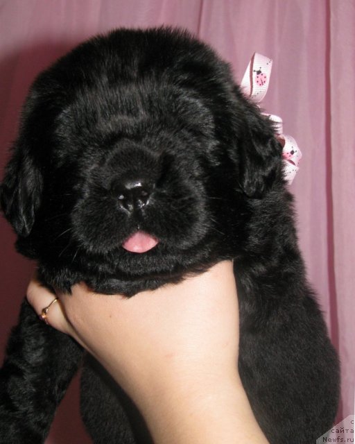 Фото: ньюфаундленд Тужур Бель