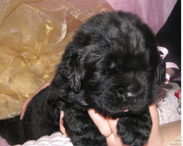 Фото: ньюфаундленд Тужур Бель