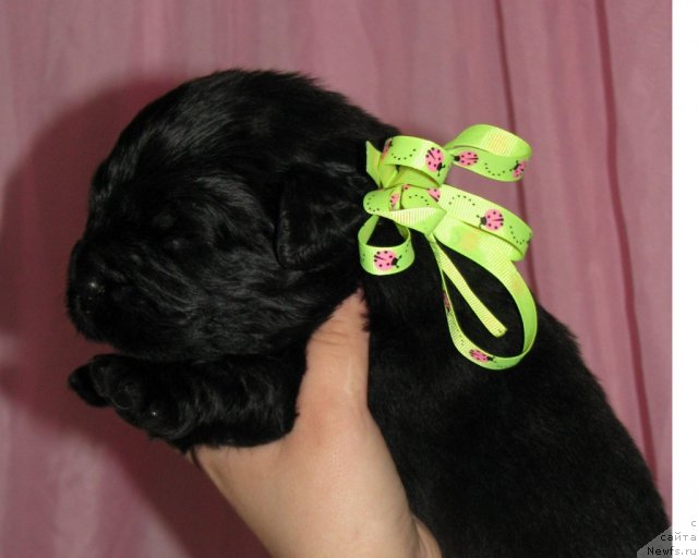 Фото: ньюфаундленд Транкиль Кураж