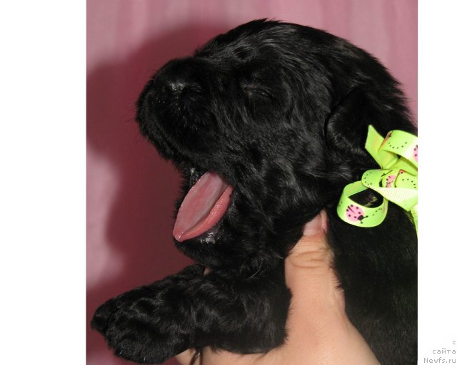 Фото: ньюфаундленд Транкиль Кураж