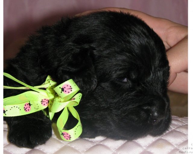 Фото: ньюфаундленд Транкиль Кураж