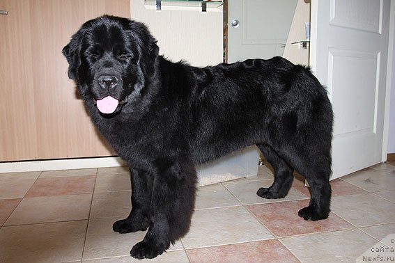 Фото: ньюфаундленд Сент Джонс Шармель