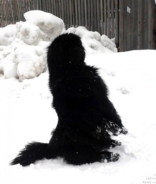 Фото: ньюфаундленд Их Высочество Владлена Маджикс