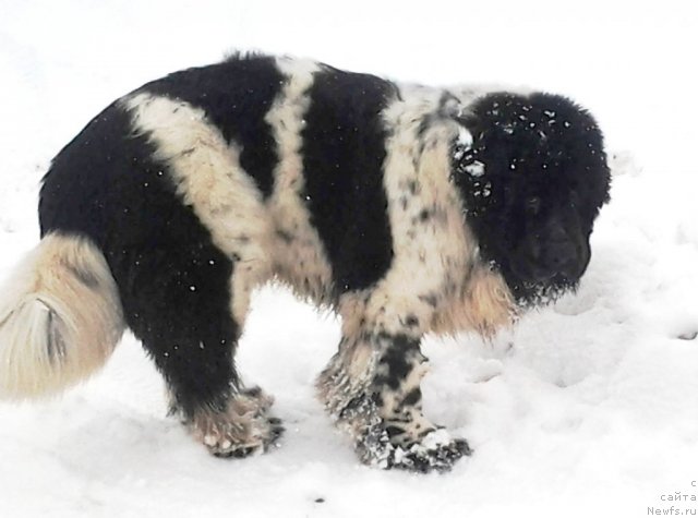 Фото: ньюфаундленд Супер Бизон Екатеринбург (Super Bizon Ekaterinburg)