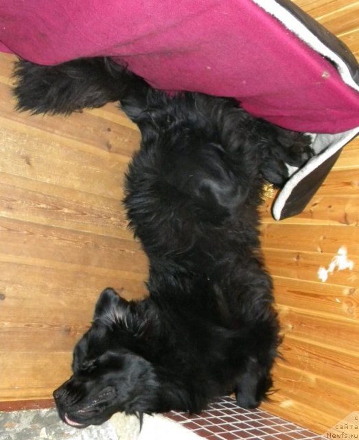 Фото: ньюфаундленд Акватория Келвин Кадриль (Aquatoriya Kelvin Kadril)