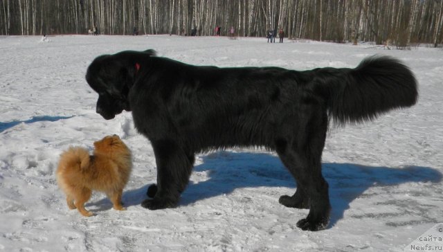 Фото: ньюфаундленд Акватория Келвин Кадриль (Aquatoriya Kelvin Kadril)