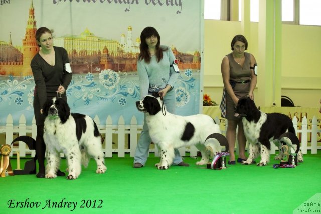 Фото: ньюфаундленд Флюфи Аваланч Сатисфастион оф Май Амбитионс (Fluffy Avalanche Satisfaction of My Ambitions), ньюфаундленд Сент Джонс Царевна Лебедь (Sent Djons Carevna Lebed), ньюфаундленд Питерньюф И Дид Ит Агаин (Piternyuf I Did It Again)