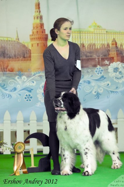 Фото: ньюфаундленд Флюфи Аваланч Сатисфастион оф Май Амбитионс (Fluffy Avalanche Satisfaction of My Ambitions)