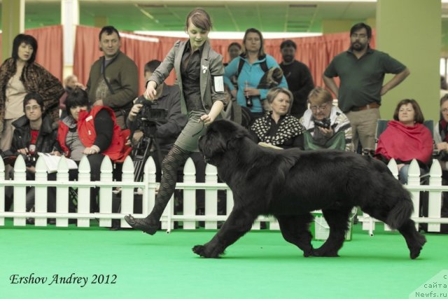 Фото: ньюфаундленд Сент Джонс Форрест Гамп (Sent Djons Forrest Gump)