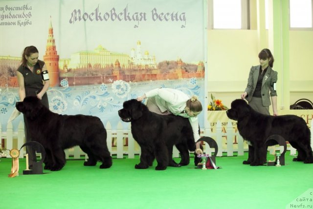 Фото: ньюфаундленд Rain Coast You Too, ньюфаундленд Inflame My Heart Midnight Bear, ньюфаундленд Сент Джонс Форрест Гамп (Sent Djons Forrest Gump)