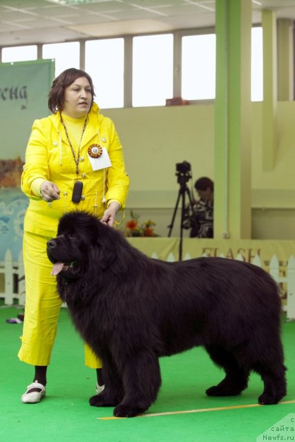 Фото: ньюфаундленд Матвей с Берега Дона (Matvey s Berega Dona)