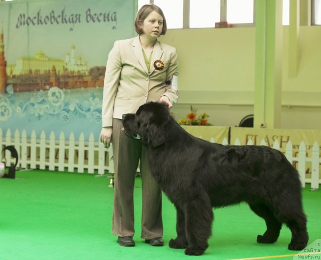 Фото: ньюфаундленд Kind Heart Midnight Bear