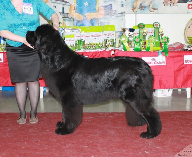 Фото: ньюфаундленд Акватория Келвин Нозерн Спирит (Aquatoriya Kelvin Northern Spirit)