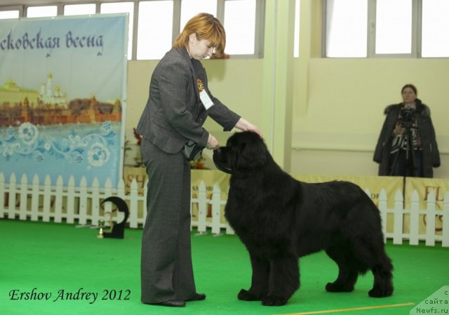 Фото: ньюфаундленд Сент Джонс Ричард Блек Голд (Sent Djons Richard Black Gold)