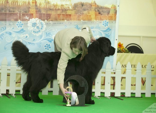 Фото: ньюфаундленд Kind Heart Midnight Bear