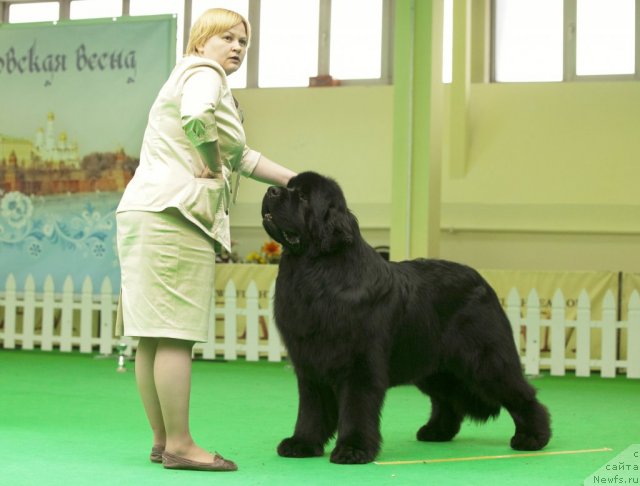 Фото: ньюфаундленд Акватория Келвин Килиманджаро (Aquatoriya Kelvin Kilimandzharo)
