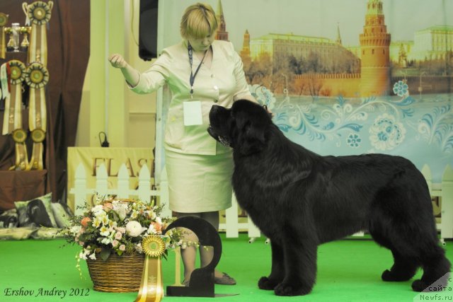 Фото: ньюфаундленд Акватория Келвин Килиманджаро (Aquatoriya Kelvin Kilimandzharo)