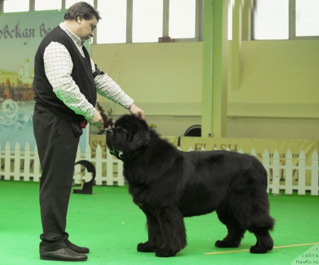 Фото: ньюфаундленд Cayuga Mescalero