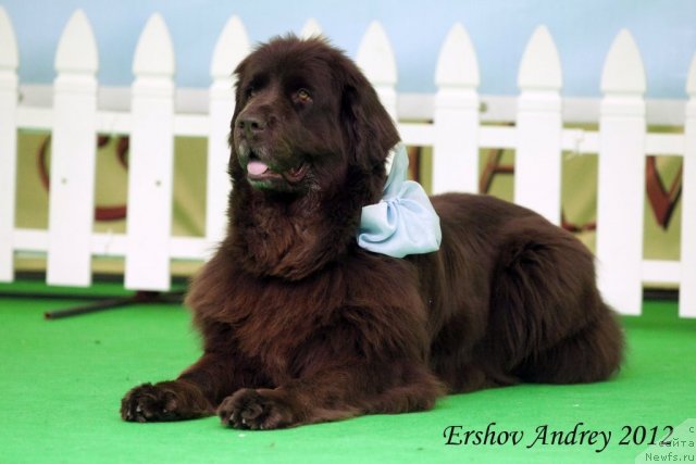 Фотография № 91588