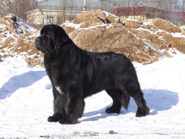 Фото: ньюфаундленд Фиаметтахауз Галахад Рыцарь Грааля (Fiamettahauz Galahat Rytsar' Graalia)
