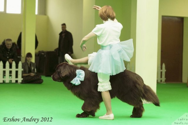 Фото: ньюфаундленд Фанньюф Глория Дей