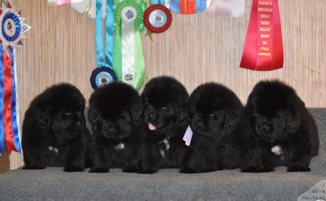 Фото: Щенки питомника 