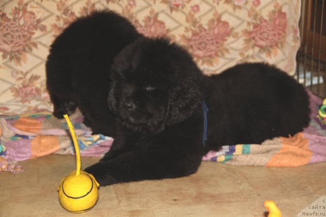 Фото: ньюфаундленд Роллс Ройс из Медвежьего Яра