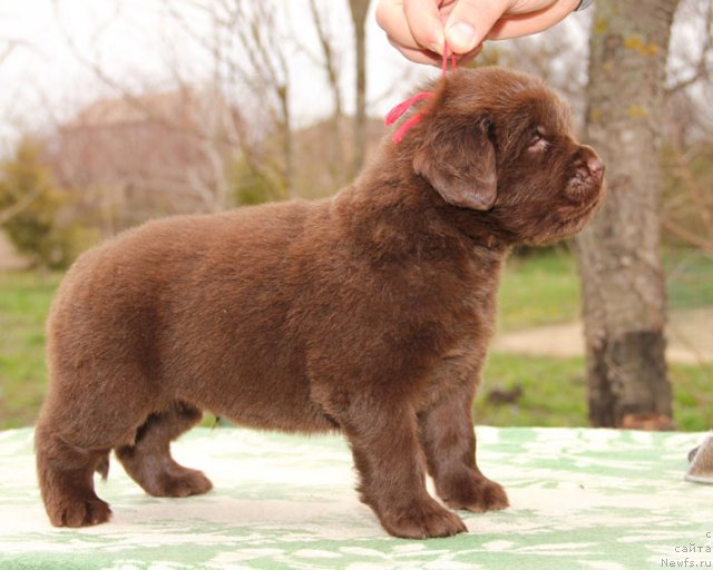 Фотография № 91623