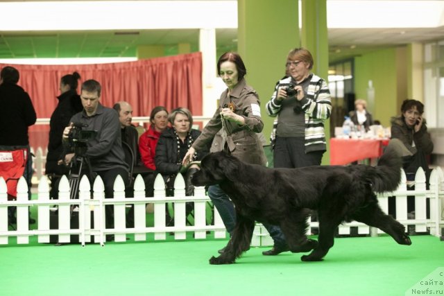 Фото: ньюфаундленд Бегущая по Волнам Харизма (Beguschaya po Volnam Harizma)