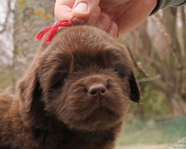 Фото: ньюфаундленд Хорунжий с Берега Дона (Horunzhy s Berega Dona)