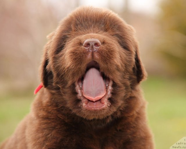 Фото: ньюфаундленд Хорунжий с Берега Дона (Horunzhy s Berega Dona)