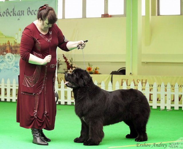 Фото: ньюфаундленд Радость Моя для Сибирского Медведя (Radost Moya Dlya Sibirskogo Medvedya)